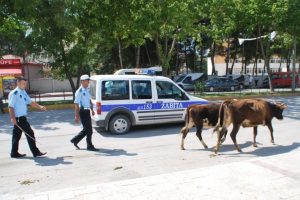 İnekler ka&ccedil;tı, zabıta kovaladı!