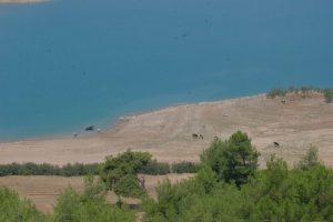 Sıcaktan bunalan inekler barajda serinledi