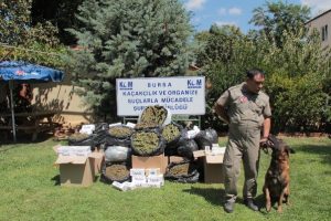 Esrarı kokusundan buldu