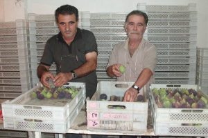 İncir fiyatları &uuml;reticiyi tatmin etmiyor