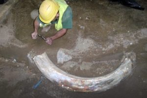 10 bin yaşında mamut dişi bulundu
