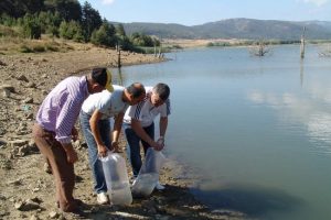 G&ouml;letlere 36 bin sazan yavrusu bırakıldı