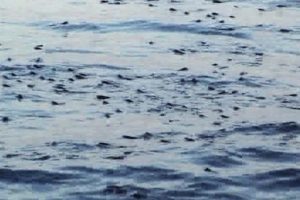 Marmara'da korkutan g&ouml;r&uuml;nt&uuml;