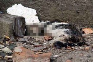&Ouml;len 3 yavru kedi hayvanseverleri ayağa kaldırdı