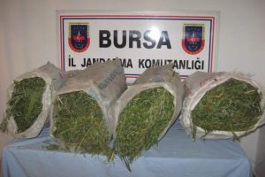 Jandarmadan hint keneviri operasyonu