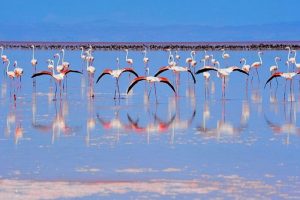 Flamingo cennetine d&ouml;n&uuml;şt&uuml;