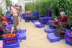 "G&uuml;l bah&ccedil;esinde domates" işsizliği bitirdi