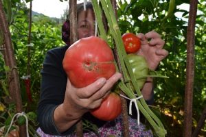 1 kiloluk dev domatesler şaşırtıyor
