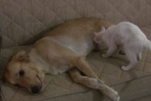 Fedakar k&ouml;pek s&uuml;t anneliğine soyundu