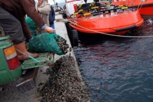 7 ton midye denize d&ouml;k&uuml;ld&uuml;