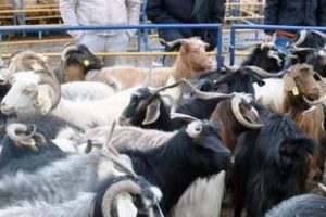 Kurbanlıklara eziyete ceza