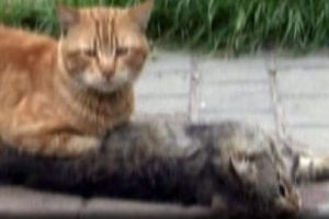 Kedinin vefası