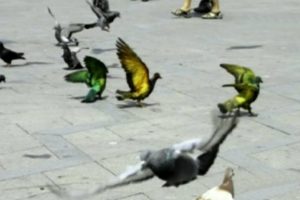 G&uuml;vercinlerin boyanmasına b&uuml;y&uuml;k tepki
