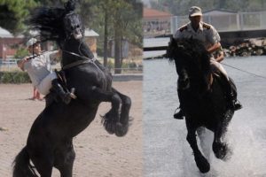 TSK'nın atları bayramlara b&ouml;yle hazırlanıyor