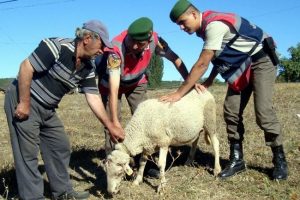 Koyun hırsızları jandarmadan ka&ccedil;amadı
