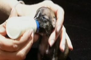10 santimetrelik k&ouml;pek herkesi şaşkına &ccedil;evirdi