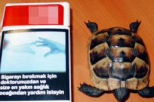 Sigara paketinden kaplumbağa &ccedil;ıktı