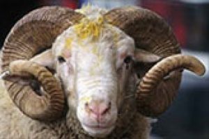 Kurban fiyatları el yakacak