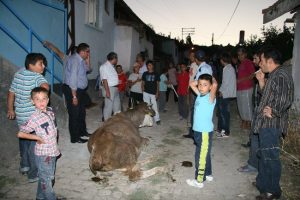 &Ccedil;atıdan inek d&uuml;şt&uuml;