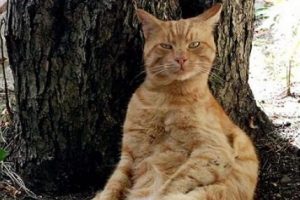 Garfield Kastamonulu &ccedil;ıktı