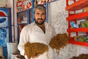 Meyan k&ouml;k&uuml; yok satıyor