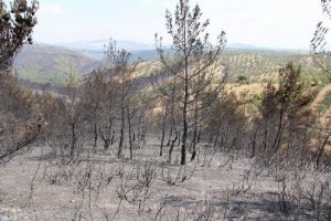 Kaz Dağları'nda yanan alanlar ağa&ccedil;landırılacak