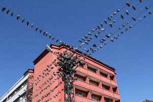 Telgrafın tellerine g&uuml;vercinler kondu