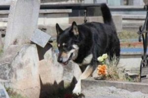 Sahibinin mezarından ayrılmayan k&ouml;pek