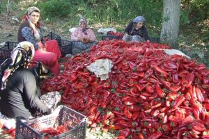 Avrupa'ya kapiya biberi ihracatı