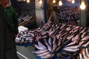 Karadeniz'de palamut bereketi