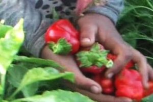 T&uuml;rkiye'nin acı ger&ccedil;eği: Okul yerine tarlaya gittiler