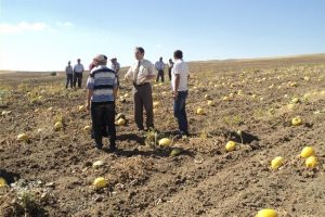 Sorgun'da &ccedil;erezlik kabak hasadı başladı