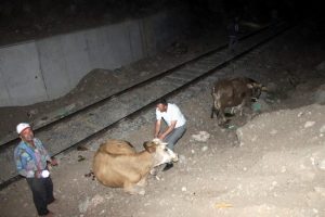 İnek otlatan 8 yaşındaki &ccedil;ocuğa tren &ccedil;arptı
