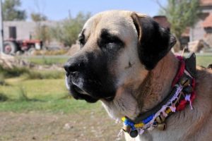 M&uuml;zeleri bu k&ouml;pek koruyacak!