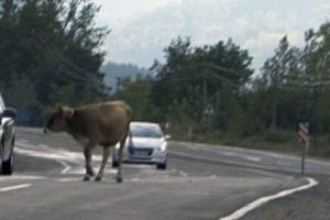 İnek kovalamacası