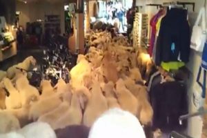 İşte 's&uuml;r&uuml; psikolojisi'ne en b&uuml;y&uuml;k &ouml;rnek