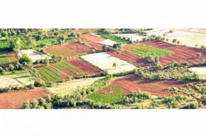 Silahların g&ouml;lgesinde esrar tarlaları