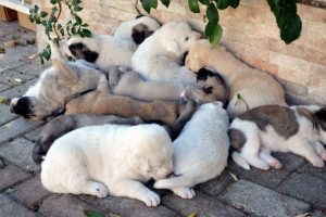 Bu yavruların hepsini o k&ouml;pek doğurdu!