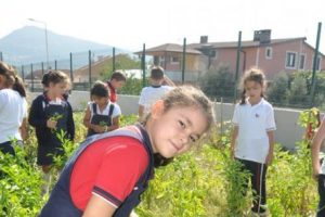 Sınav'da hasat zamanı
