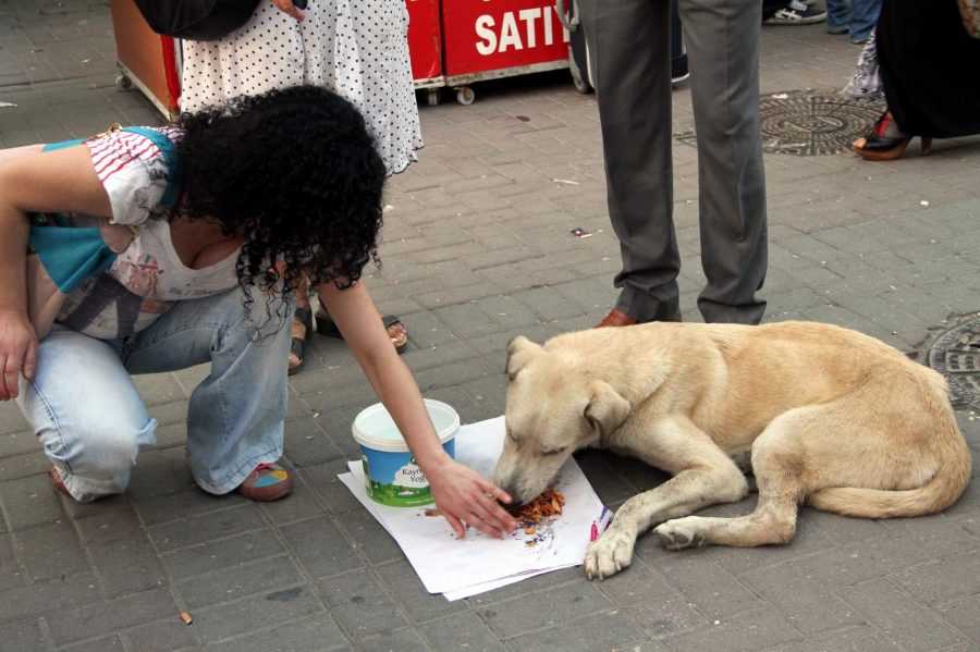Bursa�da yaralı sokak köpeği seferberliği Bursa Haberleri Bölge