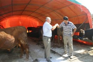 Kurbanlıklar g&ouml;r&uuml;c&uuml;ye &ccedil;ıktı