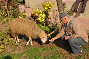 Kurban kesiminin incelikleri film oldu
