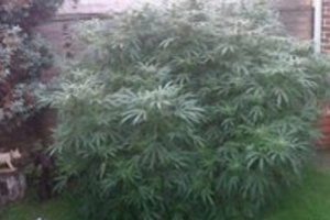 En B&uuml;y&uuml;k Marihuana Bitkisi Ele Ge&ccedil;irildi