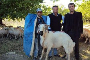 Koyun yetiştiricilerine ko&ccedil; uyarısı