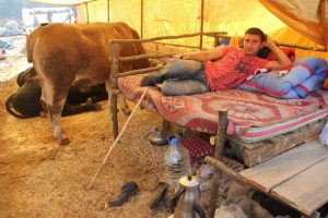 Kurban pazarında koyun koyuna hayat m&uuml;cadelesi
