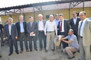 İneg&ouml;l k&ouml;yl&uuml;lerine koyun dağıtıldı