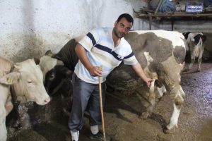 5 ayaklı kurbanlık şaşırtıyor