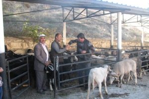 Keles halkının kurbanlık tercihi ke&ccedil;i