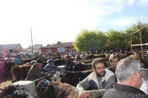 Hayvan pazarında denetimler arttı