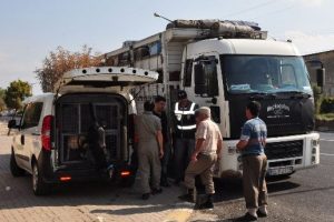 Narkotik k&ouml;pekleriyle yol uygulaması